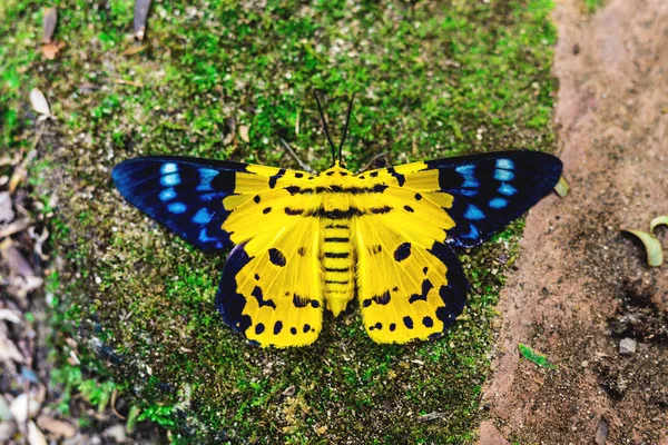 Dysphania militaris, ein Schmetterling aus Ostasien — Stockfoto