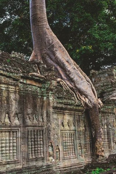 Věž, obrovské stromy a galerií v chrámu Preah Khan — Stock fotografie