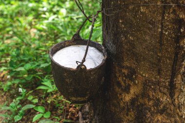 Kauçuk plantasyon içinde sabah, Krabi il, Tayland