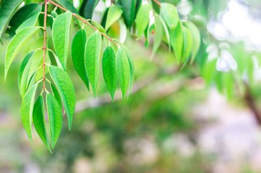 Yeşil tropikal yaprak. Doğa arka plan. Seçici odak