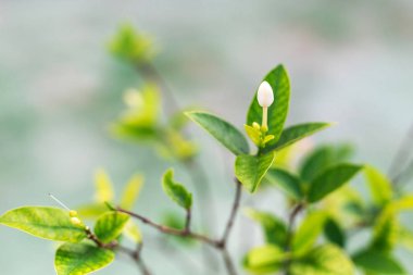 Beyaz tropik çiçekler. Doğa arka plan. Seçici odak