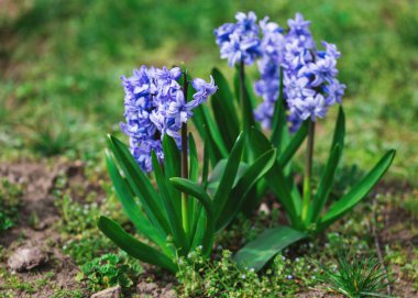 Tropikal orman mavi sümbül çiçek. Doğa