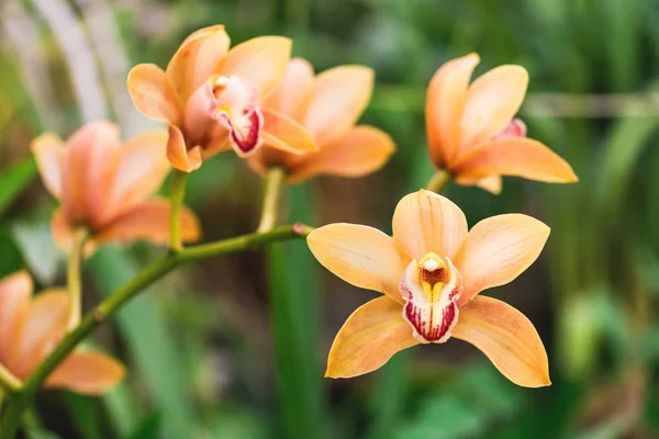 Oranžová orchidej květina v tropickém pralese. Příroda — Stock fotografie