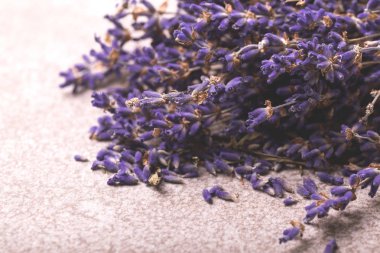 Gri arka plan üzerinde kuru lavanta çiçekleri. Üstten Görünüm