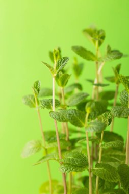 Yeşil arka plan, seçici odak üzerinde taze nane