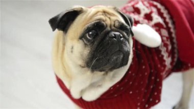 Köpek doğurmak hem de bir Ren geyiği takım elbiseli. Zeki hayvan kamera hüzünlü gözleri görünüyor. Mutlu Noeller. Yeni Yılınız Kutlu Olsun.