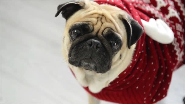 Ο σκύλος της φυλής έναs pug σε ένα κοστούμι ταράνδων. Το έξυπνο ζώο μοιάζει στα λυπημένα μάτια τα φωτογραφικών μηχανών. Καλά Χριστούγεννα. Ευτυχισμένος ο καινούριος χρόνος. — Αρχείο Βίντεο