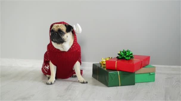 Haustier sitzt neben den Geschenken in heller Verpackung. Niedliche Hündin der Rasse ein Mops wird von einem Urlaub in einem rot-weißen Anzug von einem Rentier gekleidet. Frohe Weihnachten. frohes neues Jahr. — Stockvideo