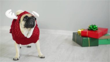 Sevimli köpek doğurmak hem de bir tarafından bir tatil ile bir Ren geyiği takım elbise giymiş ve parlak ambalaj hediyeler yanında duruyor. Mutlu Noeller. Yeni Yılınız Kutlu Olsun