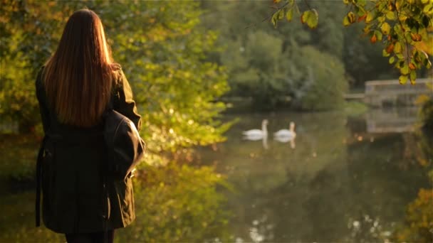 Jovem mulher está de pé para trás perto do lago no parque da cidade e observa os cisnes flutuantes brancos, dia quente de outono — Vídeo de Stock