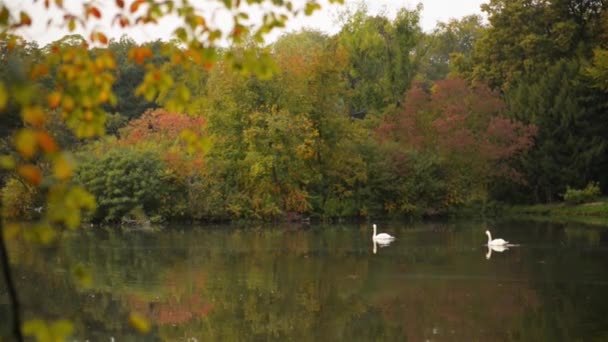 Deux cygnes blancs nageant dans le lac, avec reflet de forêt d'automne, au coucher du soleil 
