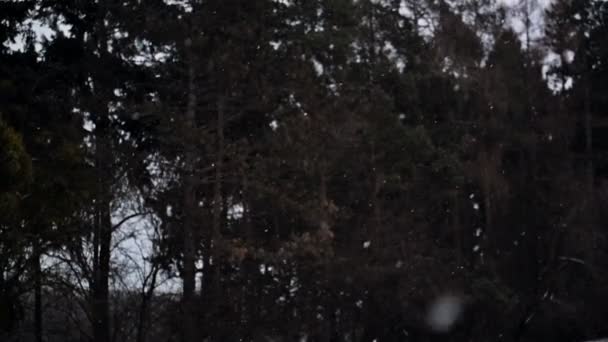 Foresta di conifere invernali durante la nevicata. Alberi di pino coperto Neve, Fiocchi di neve che cadono lentamente . — Video Stock