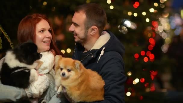 Pareja joven con apariencia caucásica divirtiéndose con la pareja de perros. Luces y árbol de Navidad está en el fondo . — Vídeo de stock