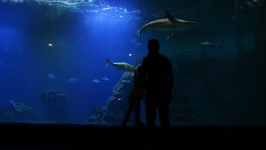 Anne ve kızı Oceanarium ziyaret Anneler gününde vardır. Balıklar su altında yüzüyor. Onlar çok balıklar ve köpekbalıkları için izlemek eğlenceli yaşıyorsanız.