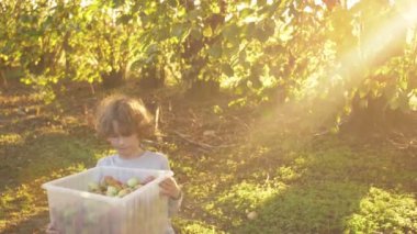 Genç çocuk elma bahçesinden kırmızı elma topluyor. Meyve topluyorum. Sonbahar mevsimi yaşam tarzı.