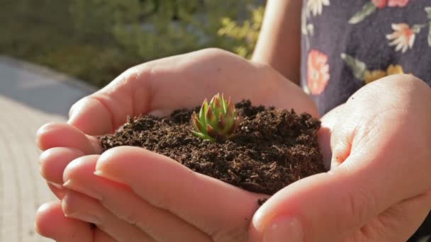 人間の手は若い芽を持つ一握りの地球を保持します。人間の手のひらに植物と土地の山。地球保全の考え方. — ストック動画