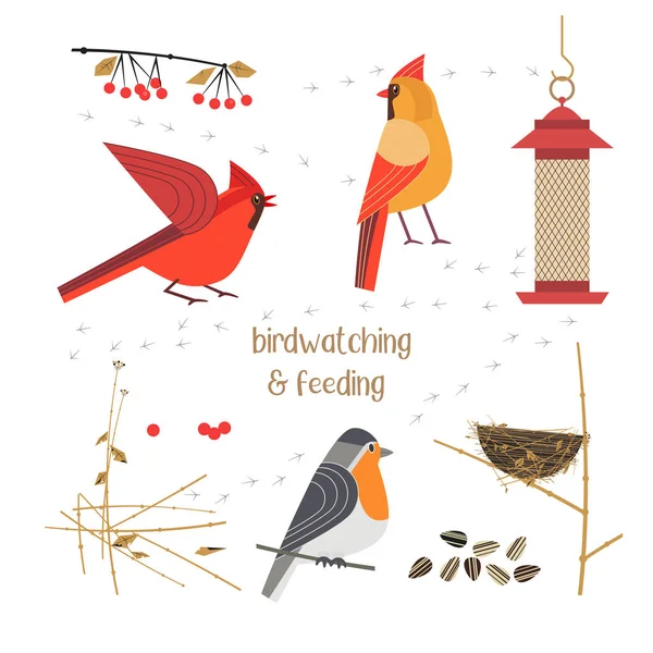 Observation et alimentation des oiseaux — Image vectorielle