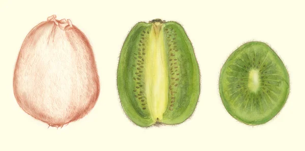 Kiwi ovoce botanické kresby — Stock fotografie
