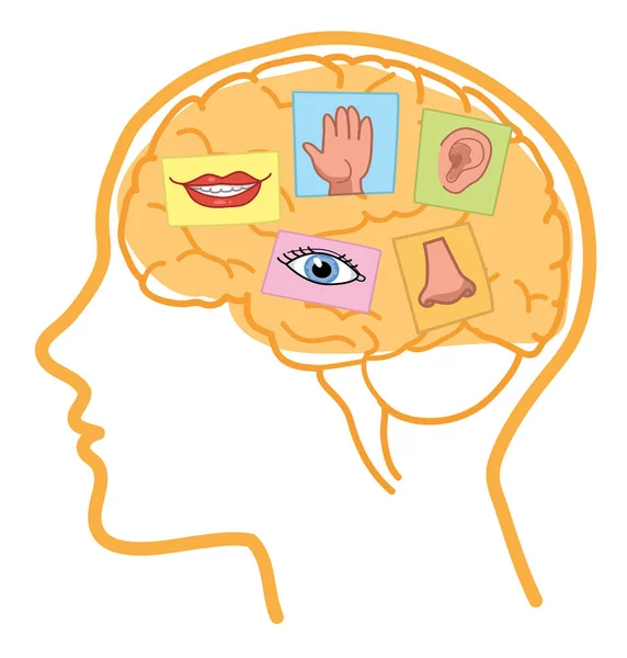 Cérebro humano cinco sentidos — Vetor de Stock