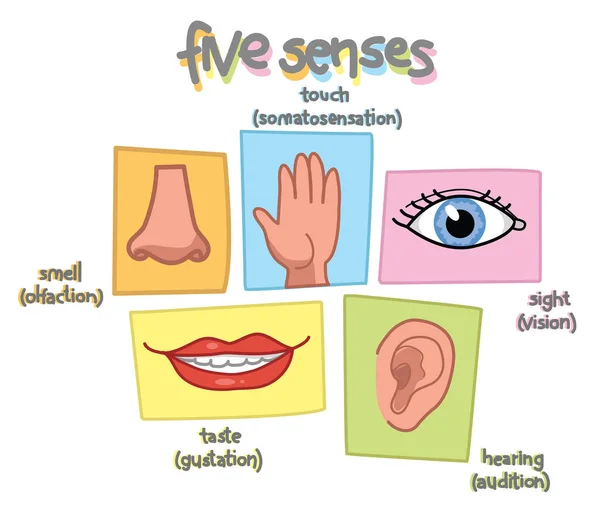 Five senses illustration vector — Stock Vector