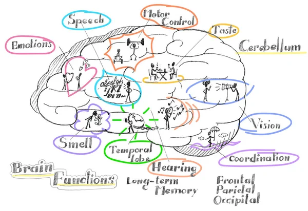 Brain functions vector — Stock Vector