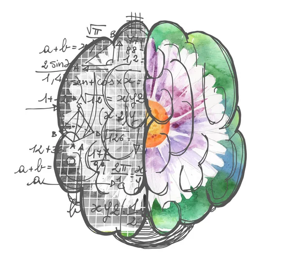 脳の半球を使用してアートワーク — ストック写真