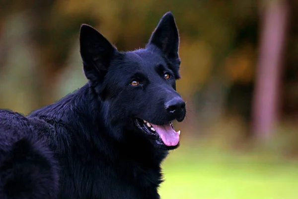 German Shepherd Black — Stock Photo, Image