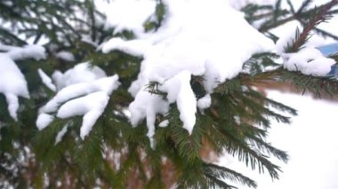 Kış, Noel, çam dalları Ladin Hd dallarında şekillerdeki Noel kar altında