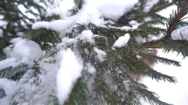 Zima, Boże Narodzenie, świerkowe gałęzie pod śniegiem, Boże Narodzenie kształty na gałęzi świerka Hd — Wideo stockowe