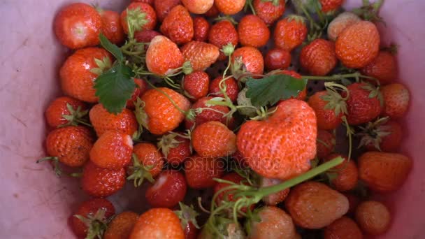 新鲜、 成熟、 多汁的草莓。红草莓高清 — 图库视频影像