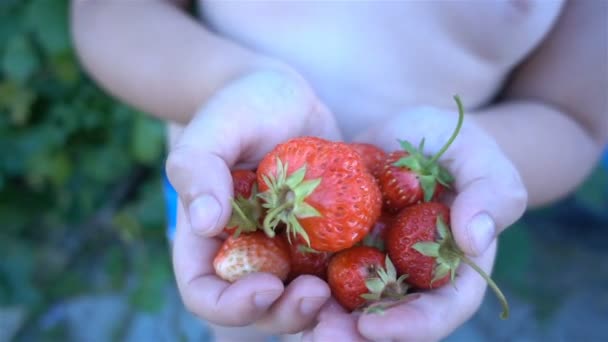 Φρέσκο, ώριμες, ζουμερές φράουλες. Κόκκινη φράουλα Hd — Αρχείο Βίντεο