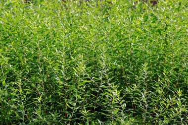 Genç yeşil willow çalılar.