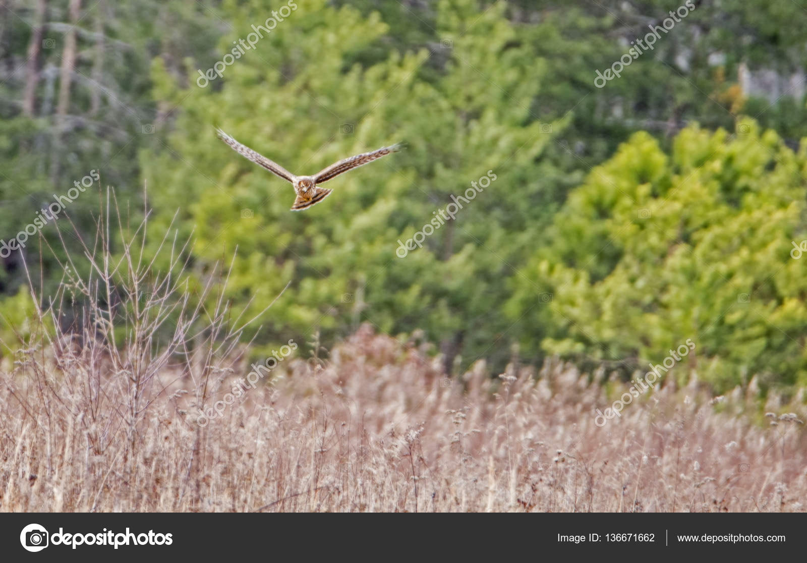 Est-ce un épervier de Cooper ? Et a-t-il mangé un autre faucon ? :  r/Ornithology, image size:1600x1116