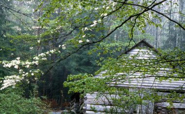 Dogwoods blooming in The Great Smoky Mountains. clipart