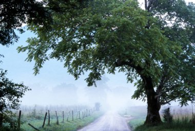 Cades Cove sisli yol üzerinde yeşil ağaç bacaklarda asmak.