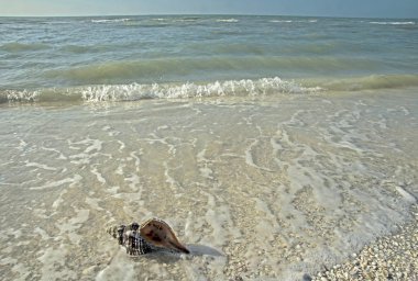 Sanibel Adası üzerinde sörf içinde yatan kabuklu deniz hayvanı kabuğu.