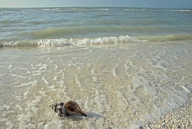 Conch Shell lying in the surf on Sanibel Island. clipart