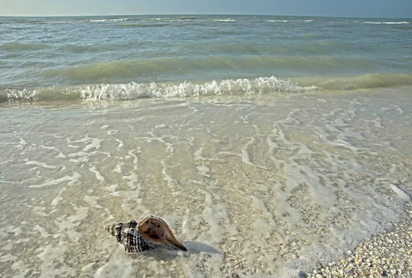 Sanibel Adası üzerinde sörf içinde yatan kabuklu deniz hayvanı kabuğu.