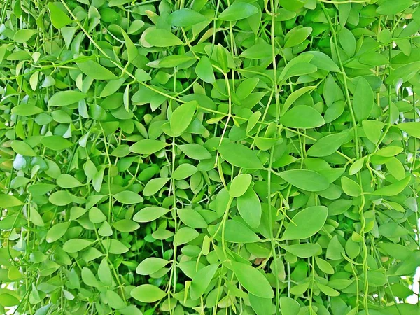 Arka plan için dischidia nummularia Variegata yeşil bitkiler duvar