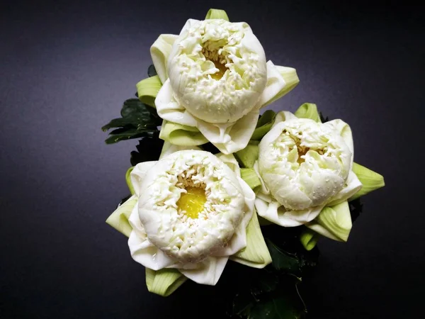 Katlanmış petal beyaz lotus lotus yapraklarda çiçekler