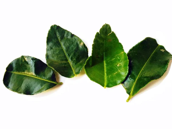 Bergamotte Blätter isoliert auf weiß — Stockfoto