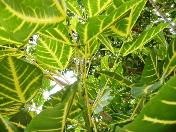 Erythrina variegata bırak Tayland