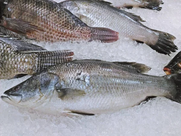 Markette taze barramundi (gümüş levrek veya beyaz levrek)