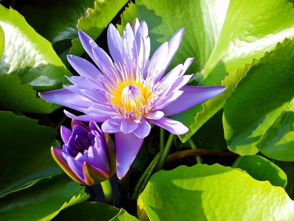Sabah güneş ışığında mor Lotus