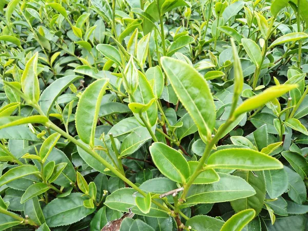 Groene thee bud en bladeren in de theeplantages — Stockfoto