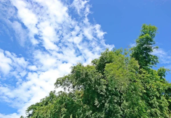 Bambu yaprak mavi gökyüzü arka plan ve bulutlar — Stok fotoğraf