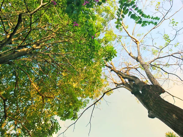 Ağaç dalı sabah güneş ışığı ile yaprak döken ağaçlar görünümü aşağıdan üst kısımları göster — Stok fotoğraf
