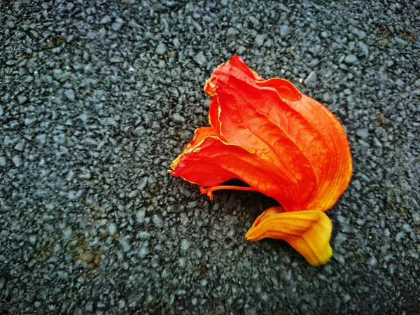 Erythrina variegata çiçek Turuncu rengi vardır