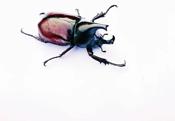 Beyaz bir arka planda Dynastinae papatya böceği 