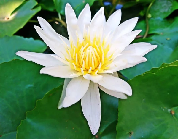 The white lotus bloomed beautifully in the morning